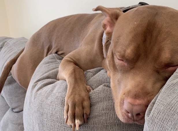 a brown dog asleep on the back of a sofa