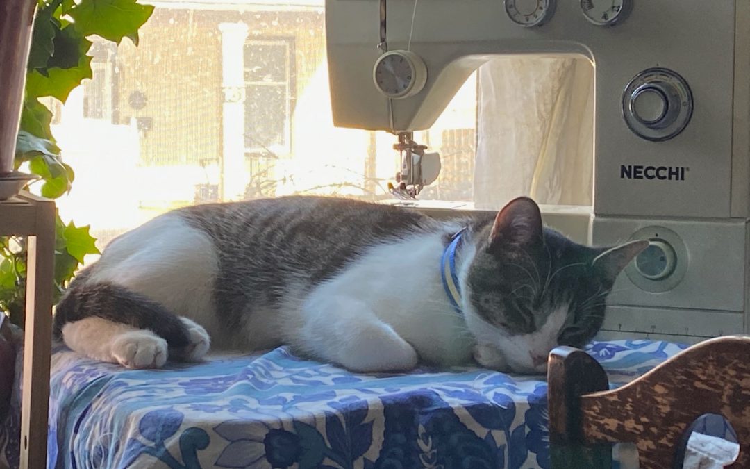 white and tabby kitten sleeping under a sewing machine